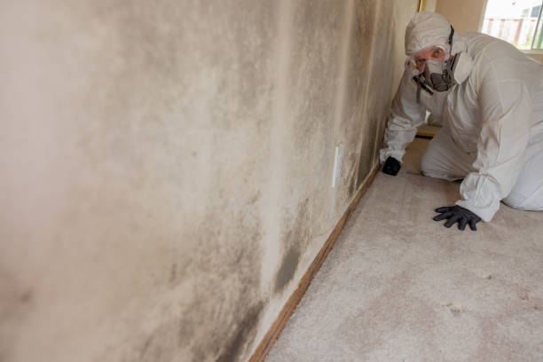 Best Mold Odor Removal Services  in Maynardville, TN